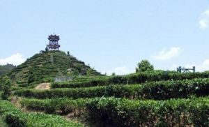 茶山金字塔 茶山金字塔