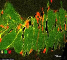 愛貝克斯角岩 愛貝克斯角岩
