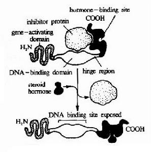 先天性腎病綜合徵