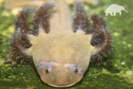 杜氏鈍口螈 杜氏鈍口螈