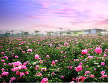 保加利亞玫瑰谷