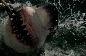 網紋絨毛鯊 網紋絨毛鯊