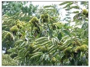 柞水縣瓦房口鎮林果產業——板栗