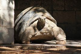 亞達伯拉象龜 亞達伯拉象龜