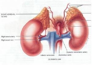 腎上腺皮質 腎上腺皮質