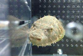 毛毛狗頭 毛毛狗頭