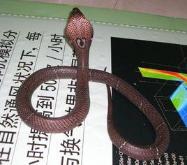 眼鏡蛇孟加拉亞種