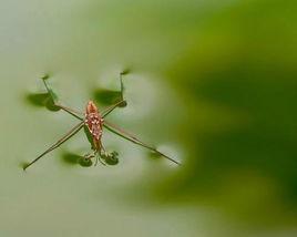 水黽科 水黽科