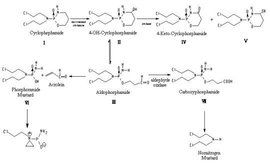 環磷醯胺 環磷醯胺