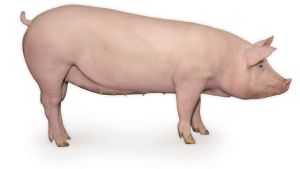 帕盧斯豬 帕盧斯豬