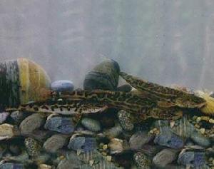 似鯰高原鰍 似鯰高原鰍