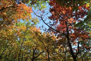 百花山國家級自然保護區