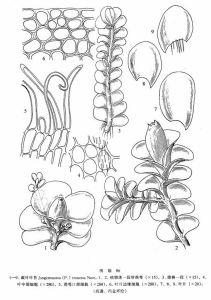 截葉葉苔 截葉葉苔