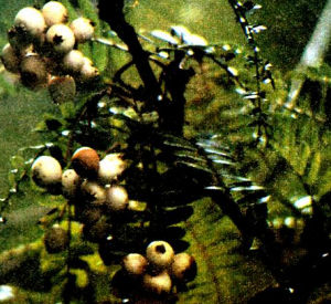 多對花楸 多對花楸