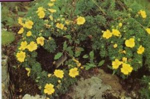 裂葉華西委陵菜 裂葉華西委陵菜