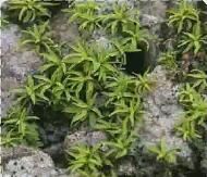 金頂薄齒蘚 金頂薄齒蘚