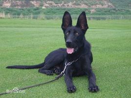 中華黑狼犬 中華黑狼犬