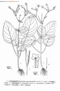 雲南鞭苔 雲南鞭苔