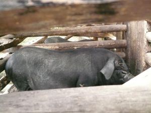 木利自然村養殖業<a name="ref_&#91;5&#93;"></a>