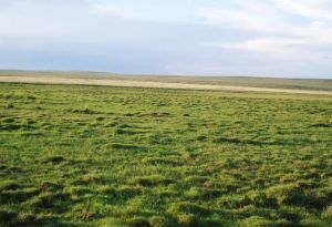 希拉穆仁大草原