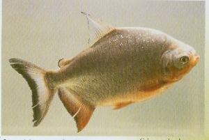 端蓋巨脂鯉 端蓋巨脂鯉