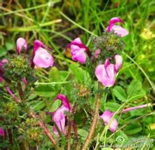 鵝首馬先蒿 鵝首馬先蒿