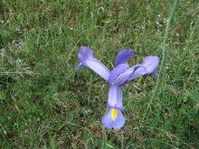 Iris xiphium