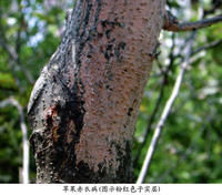 蘋果赤衣病 蘋果赤衣病