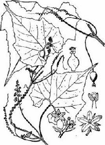 湖北裂瓜 湖北裂瓜