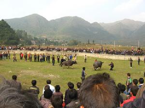 村里鬥牛