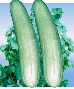 慈脆1號 慈脆1號