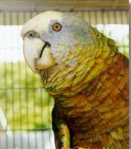 聖文生亞馬遜鸚鵡
