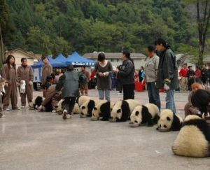 中國保護大熊貓研究中心