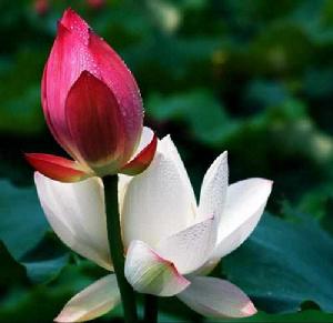 龍游橫山鎮天池村 龍游橫山鎮天池村