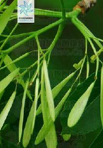 大葉白蠟子 大葉白蠟子