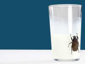 蟑螂奶 蟑螂奶