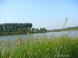 玫瑰湖濕地 玫瑰湖濕地