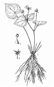 東方堇菜 東方堇菜