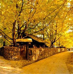 騰衝銀杏村 騰衝銀杏村