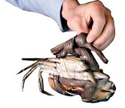 粗繩綁蟹 粗繩綁蟹