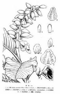 距藥山姜 距藥山姜