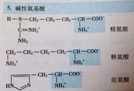 鹼性胺基酸 鹼性胺基酸
