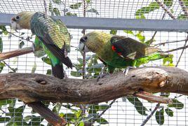 海角鸚鵡 海角鸚鵡