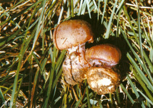 絲膜菌科 絲膜菌科