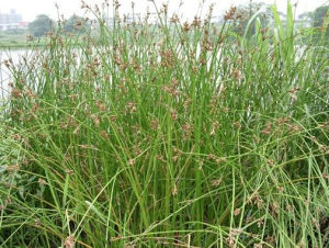 陝甘燈心草 陝甘燈心草