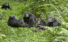 黑猩猩[靈長目人科人亞科人族黑猩猩屬動物]