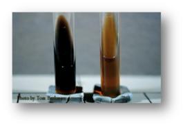 七葉靈水解試驗 七葉靈水解試驗