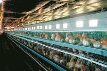 揭陽市佳朋種養合作社