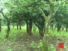 優質普洱茶產業