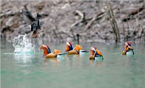 石阡鴛鴦湖 石阡鴛鴦湖